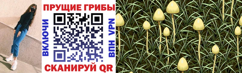 Галлюциногенные грибы Cubensis  MEGA tor  Рославль 